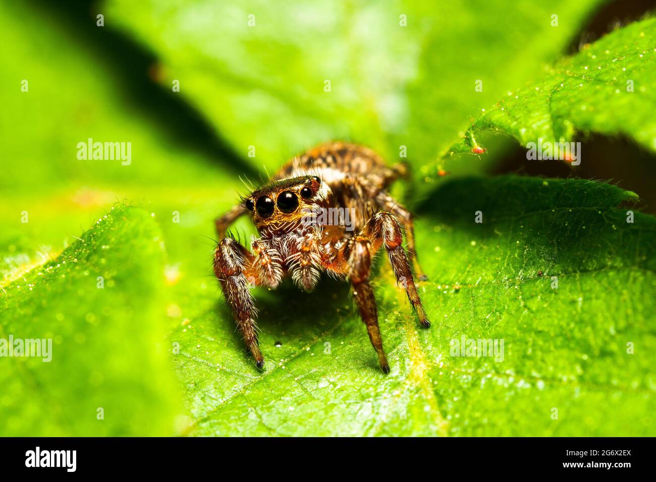 Jumpimg spider (Asianellus festivus) - Italy Stock Photo
