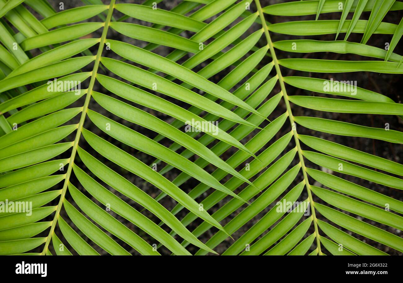 Tropical leaves hi-res stock photography and images - Alamy