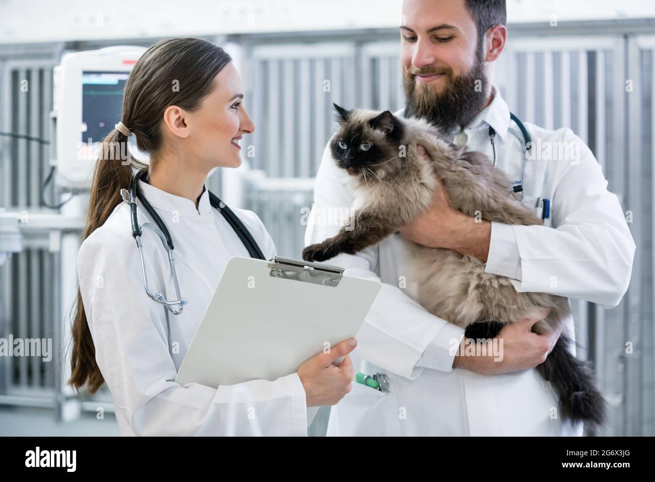 Veterinarian doctors in pet clinic ICU holding cat patient in their arms Stock Photo