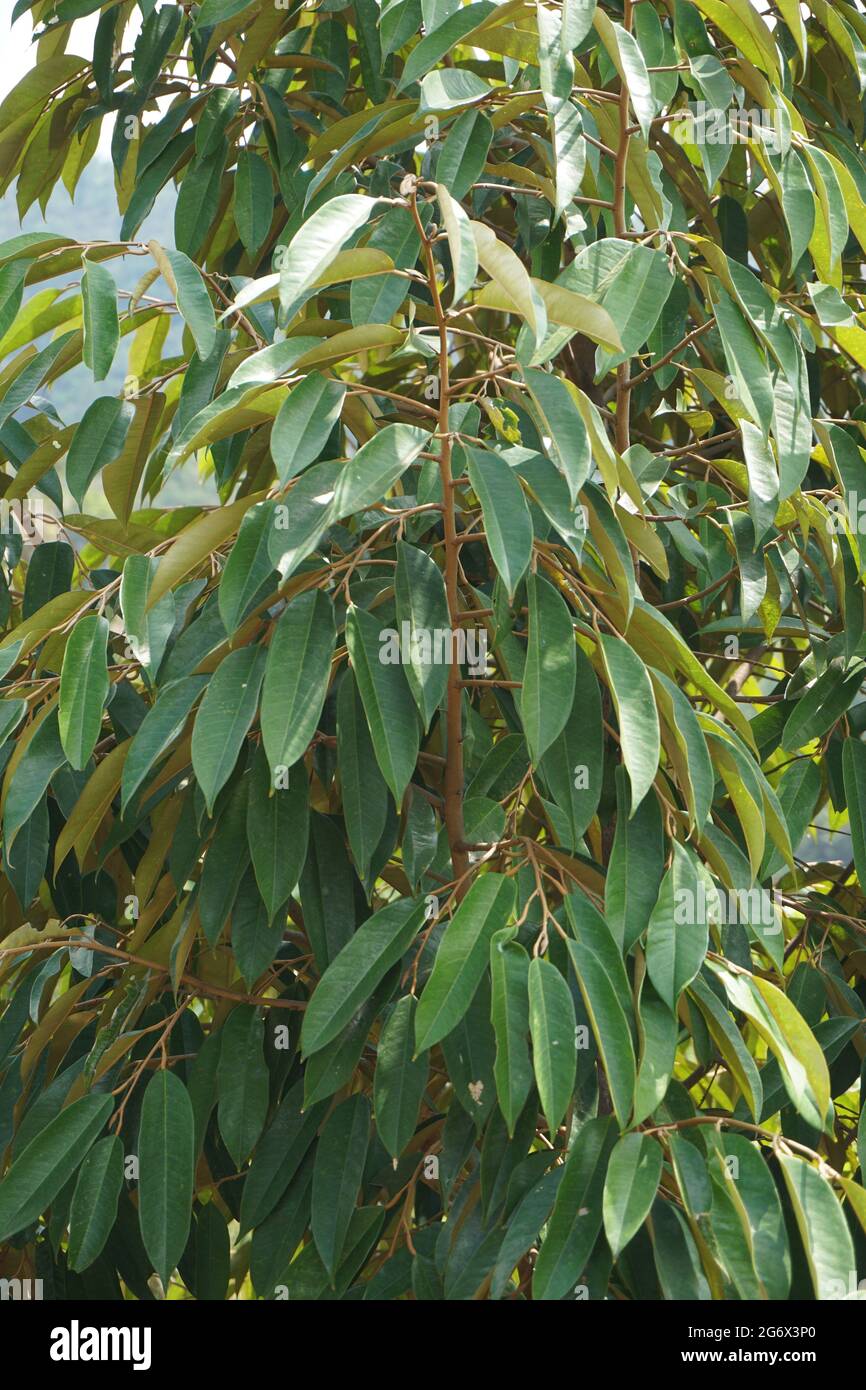 Green durian leaves with a natural background Stock Photo - Alamy