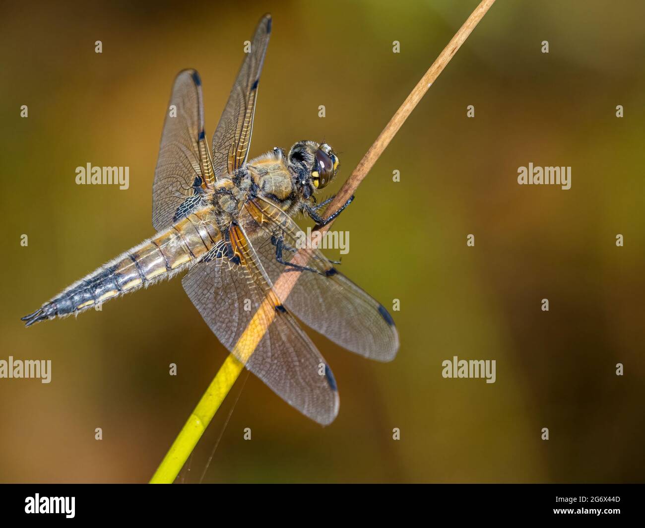 A four spotted chaser dragonfly in summer in mid Wales Stock Photo