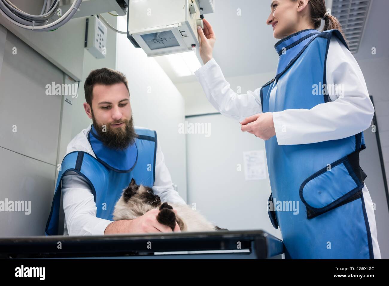 Veterinarians in X-ray room with a cat adjusting machine Stock Photo ...