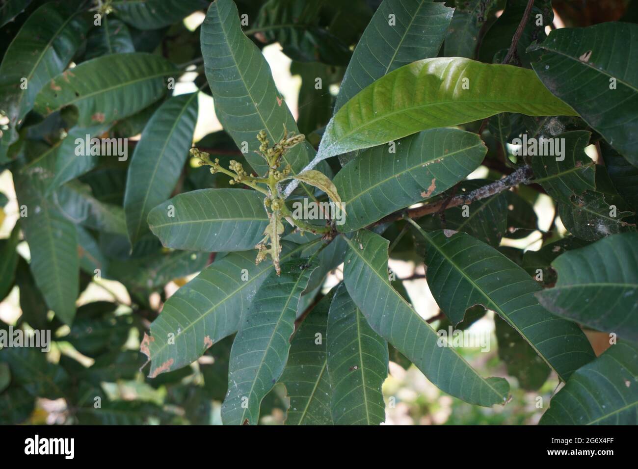 Green mango leaves (Mangifera indica) leaves with a natural background