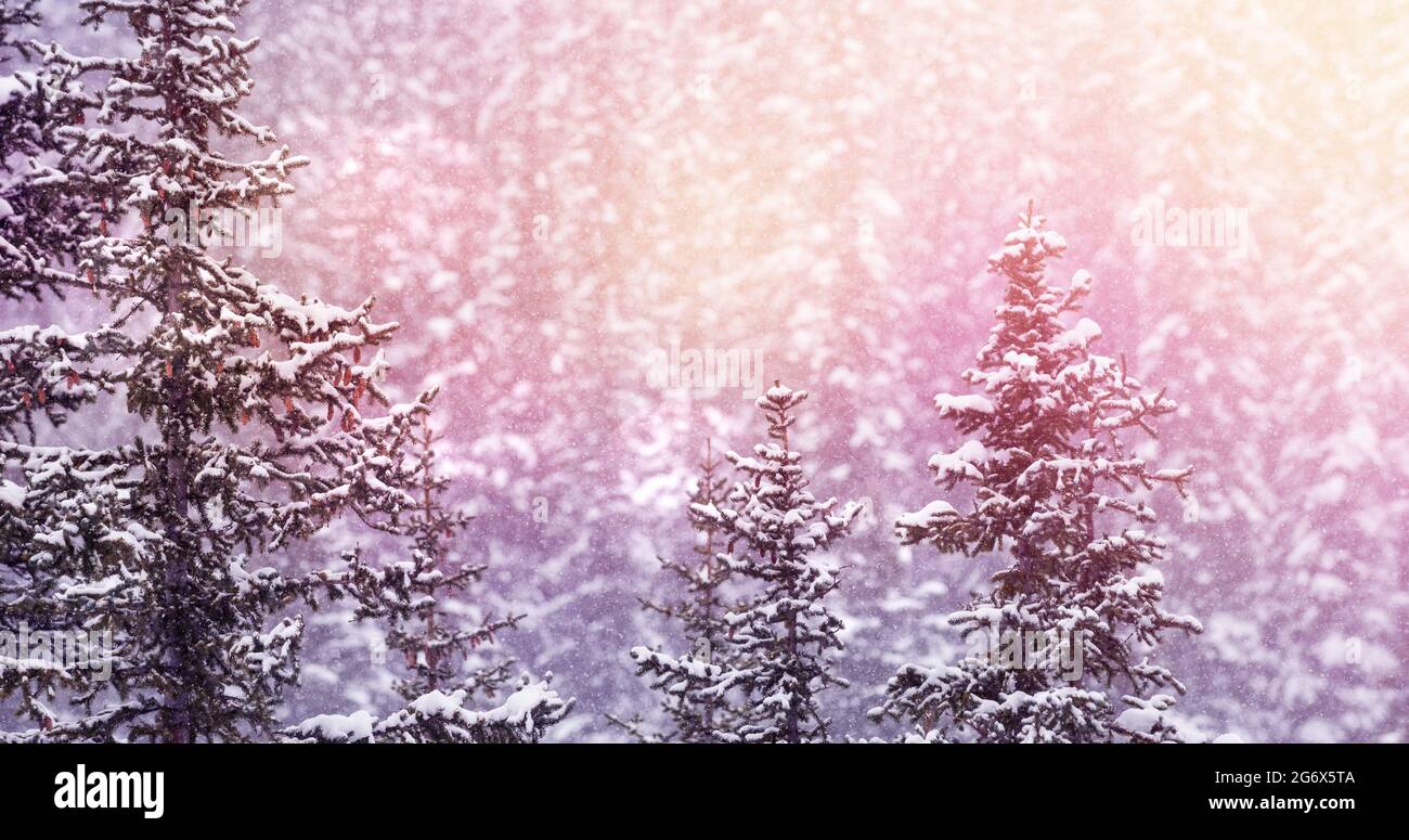 Image of winter scenery landscape with light spots and fir trees covered in snow Stock Photo