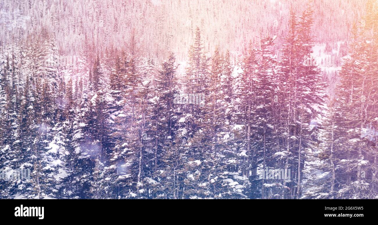 Image of landscape with winter scenery and fir tree forest covered in ...