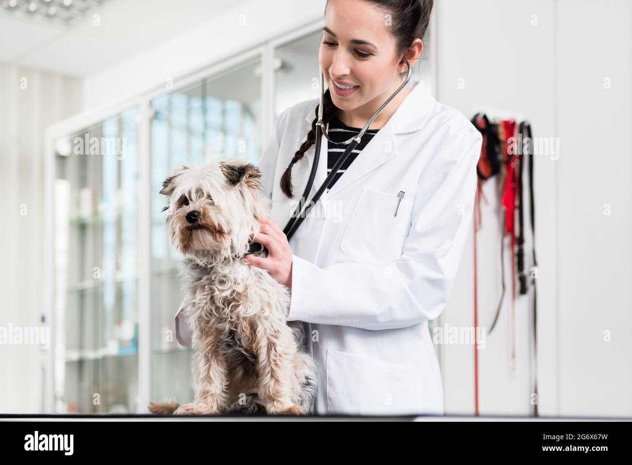 Smiling female doctor doing check-up of yorkshire terrier in clinic Stock Photo