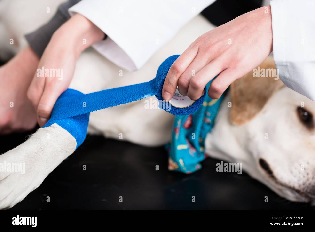 Dog getting bandage after injury on his leg by a veterinarian Stock Photo Alamy