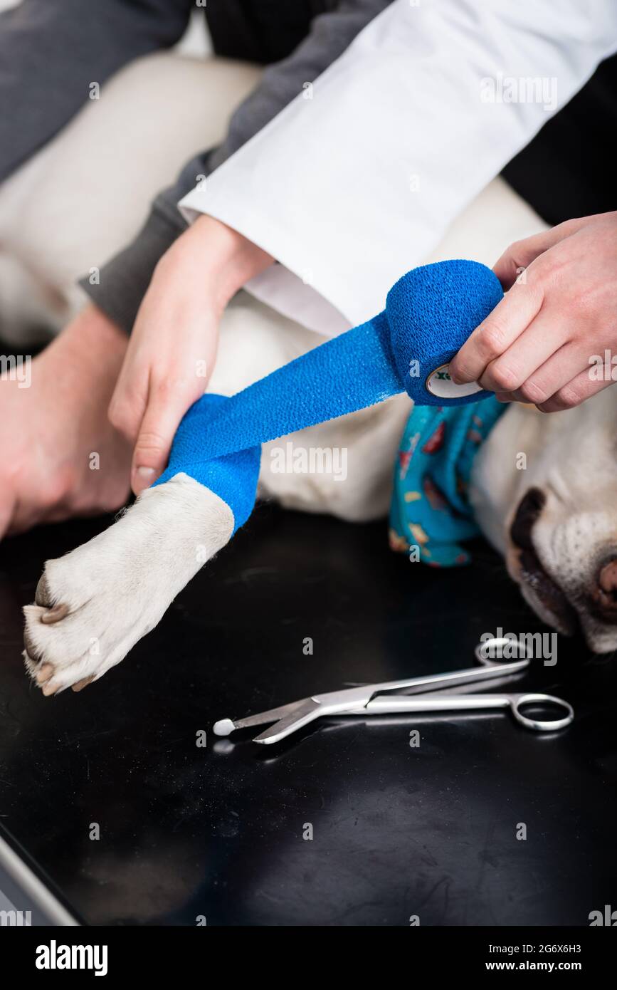 Dog getting bandage after injury on his leg by a veterinarian Stock