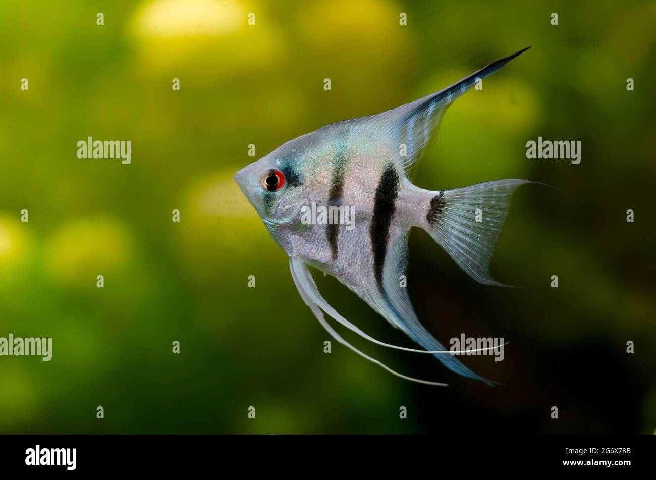 Ornamental fish Scalaria or angelfish Pterophyllum scalare in close-up Stock Photo