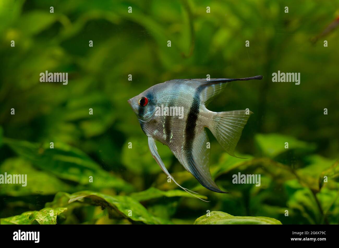 Ornamental fish Scalaria or angelfish Pterophyllum scalare in close-up Stock Photo