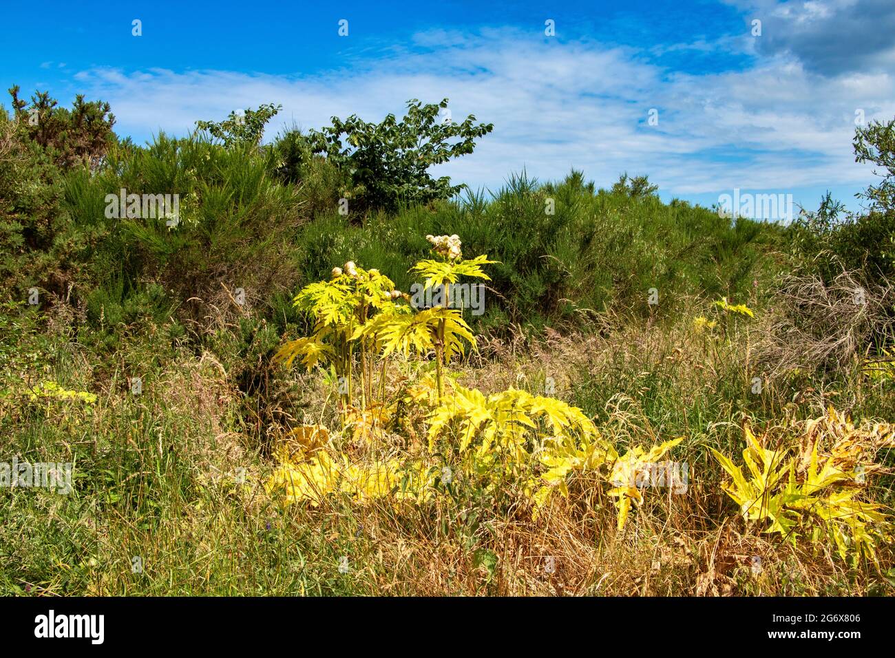 GIANT HOGWEED PLANTS AND FLOWERS Heracleum mantegazzianum IN SUMMER DYING AFTER TREATMENT WITH HERBICIDE Stock Photo