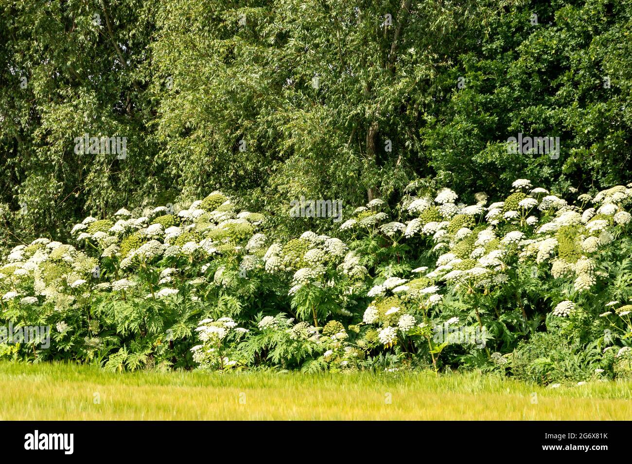 GIANT HOGWEED PLANTS Heracleum mantegazzianum IN SUMMER GROWING ALONG A WATERCOURSE NEAR A FIELD OF BARLEY Stock Photo