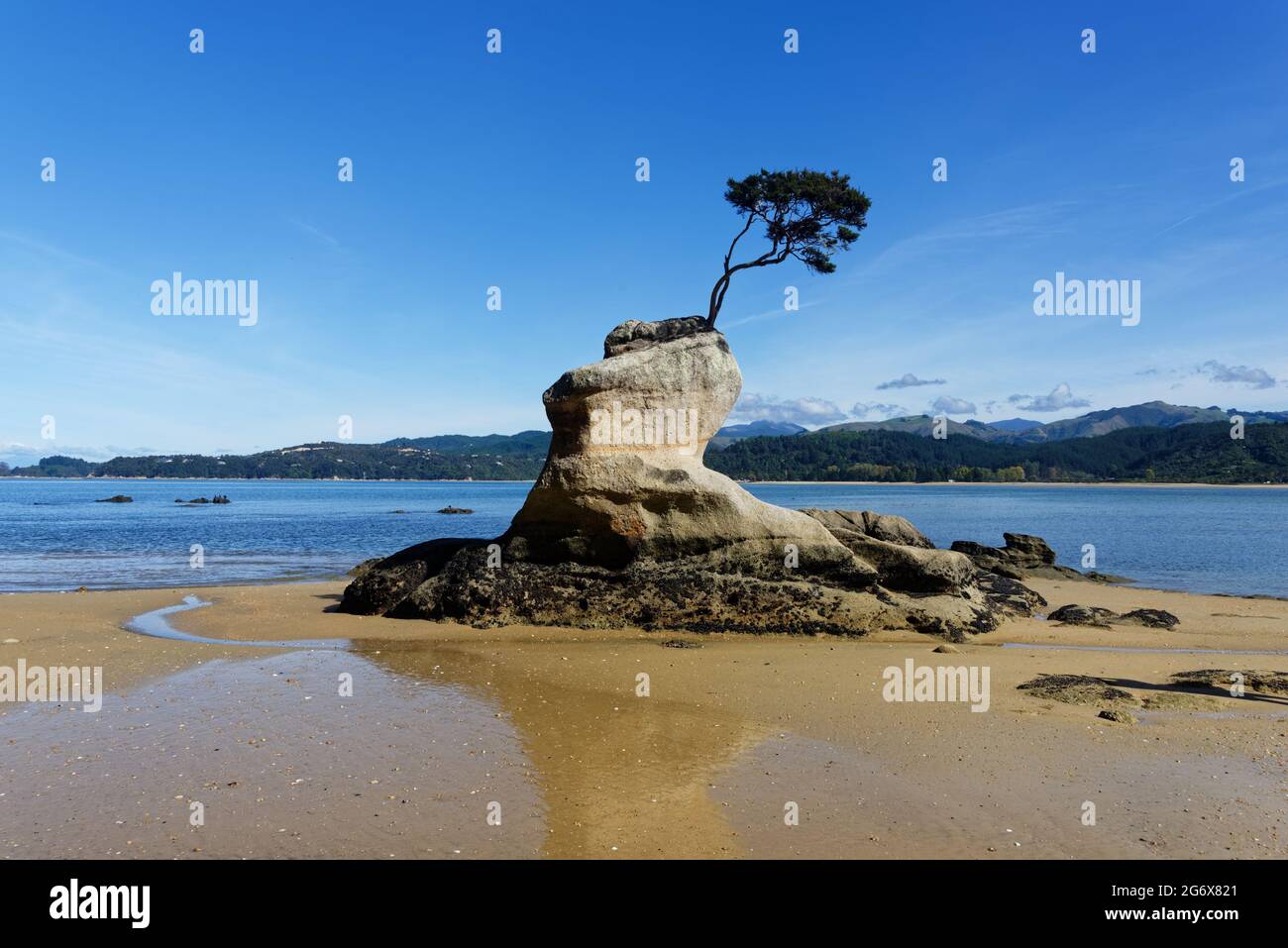 A tree is growing on a granite rock at Tinline Bay Stock Photo - Alamy