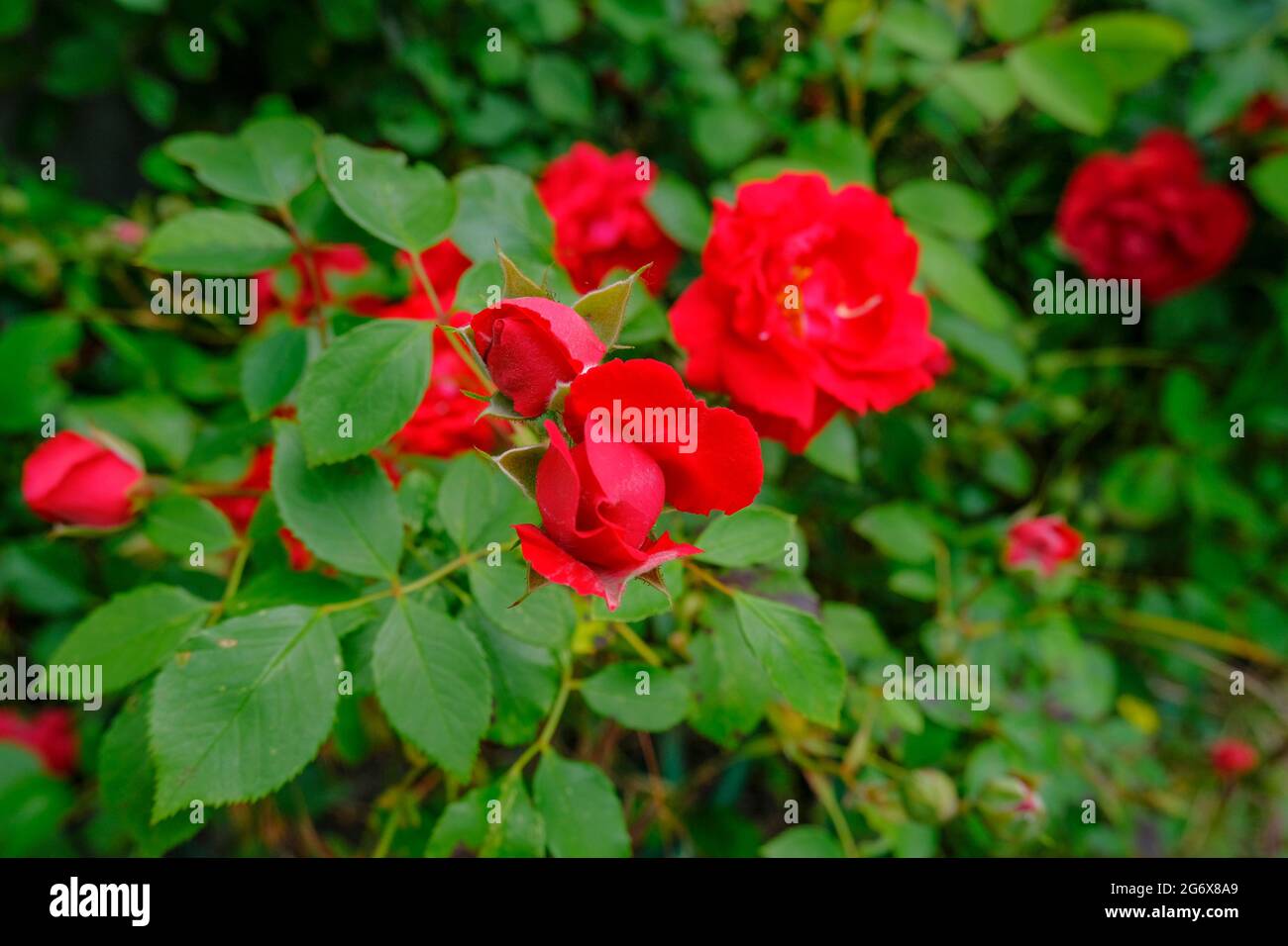 Red rose buds hi-res stock photography and images - Alamy