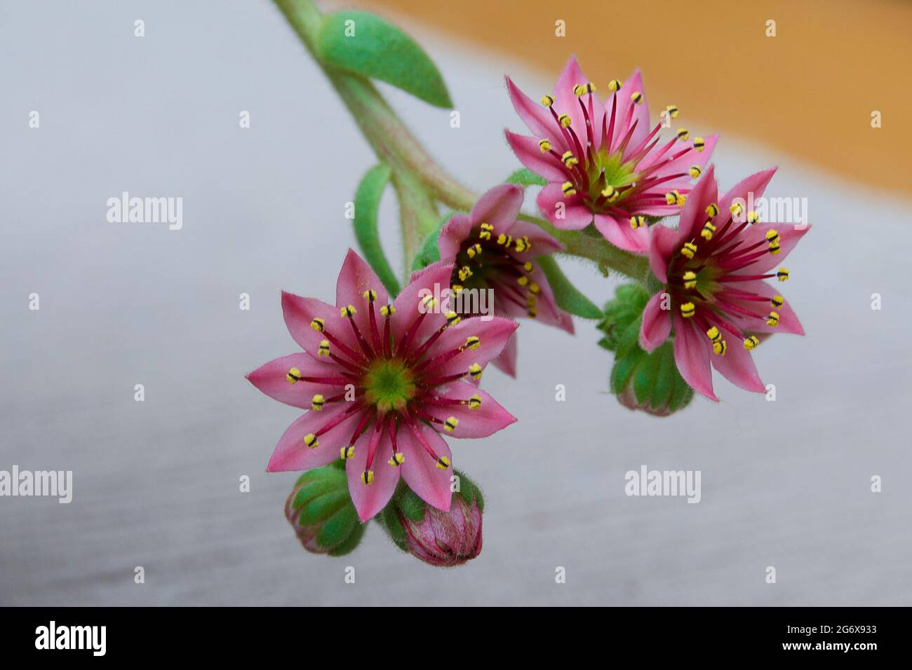 Close-up of tiny pink flowers on a cactus Stock Photo