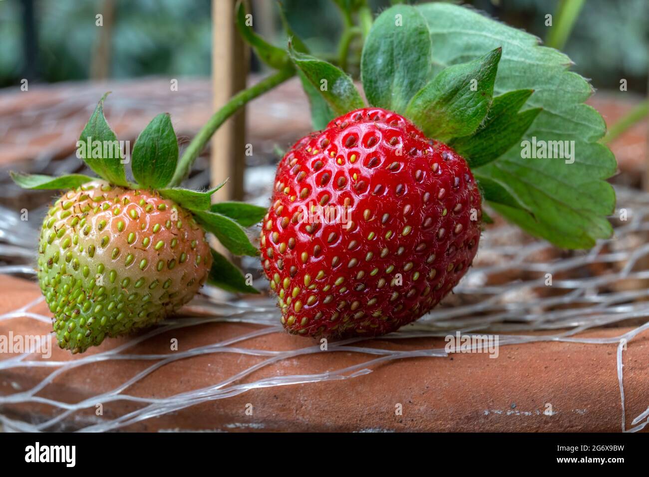 Strawberry branches. Macro view of green and red organic strawberry plant - Fragaria Ananassa - fruits with significant seeds in an earth pot. Stock Photo