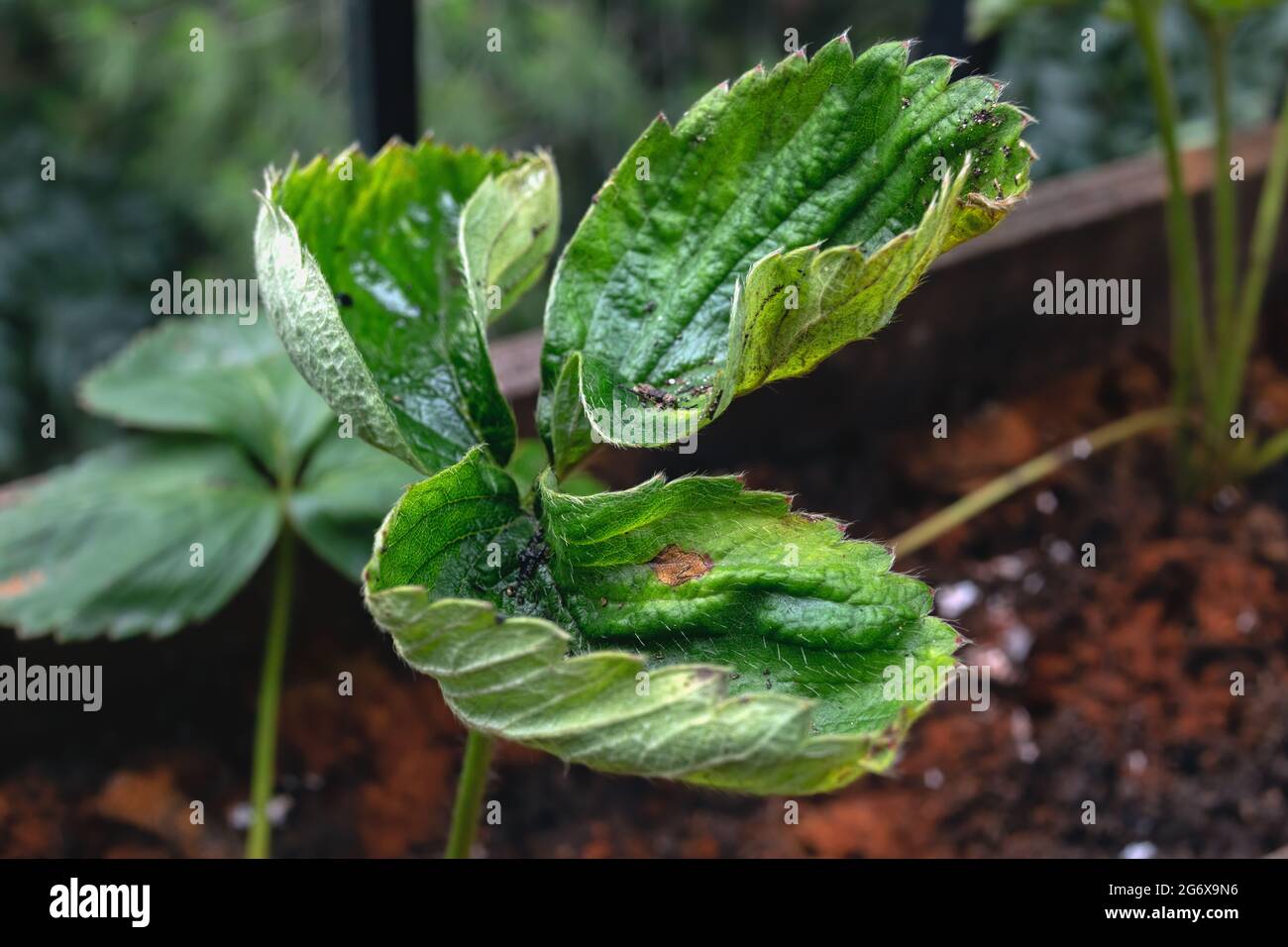 Symptoms of calcium deficiency in Albion strawberry plant - Fragaria Ananassa - from top view. Curled leaves with brown dry tips of strawberry plant. Stock Photo