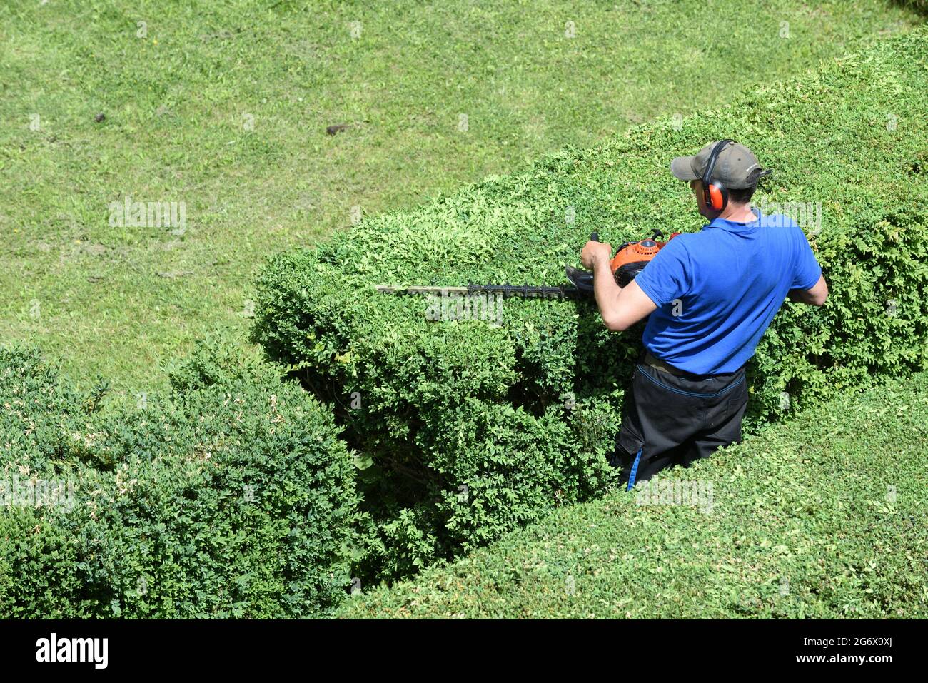 Man or Gardener Cutting Hedge with Hedge Trimmer, Shrub Trimmer or Bush Trimmer Stock Photo
