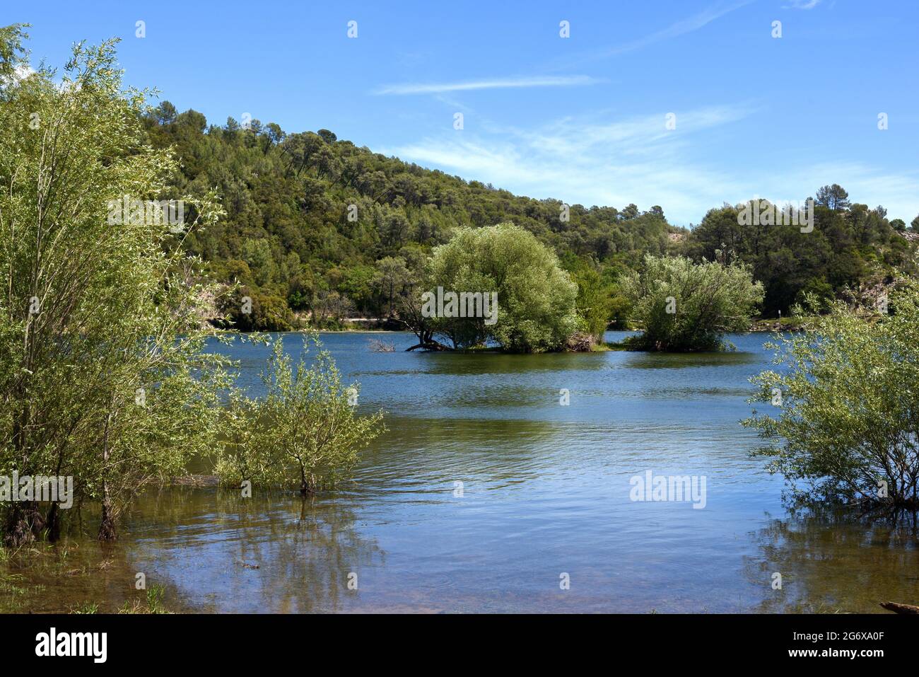 Carces Lake & White Willows, Salix alba, Var Provence France Stock Photo