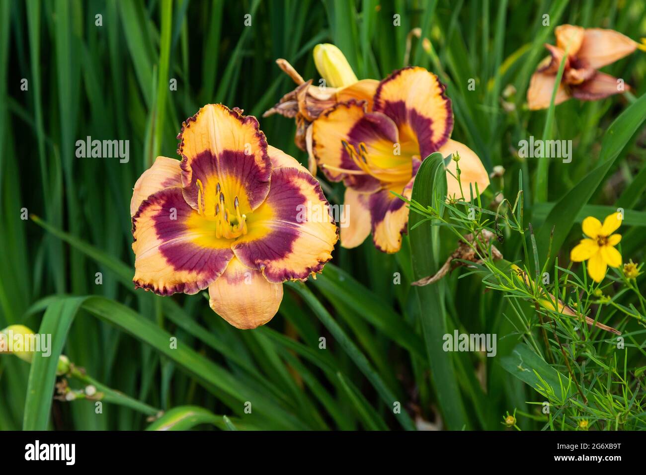 Lily longiflorum garden hi-res stock photography and images - Alamy