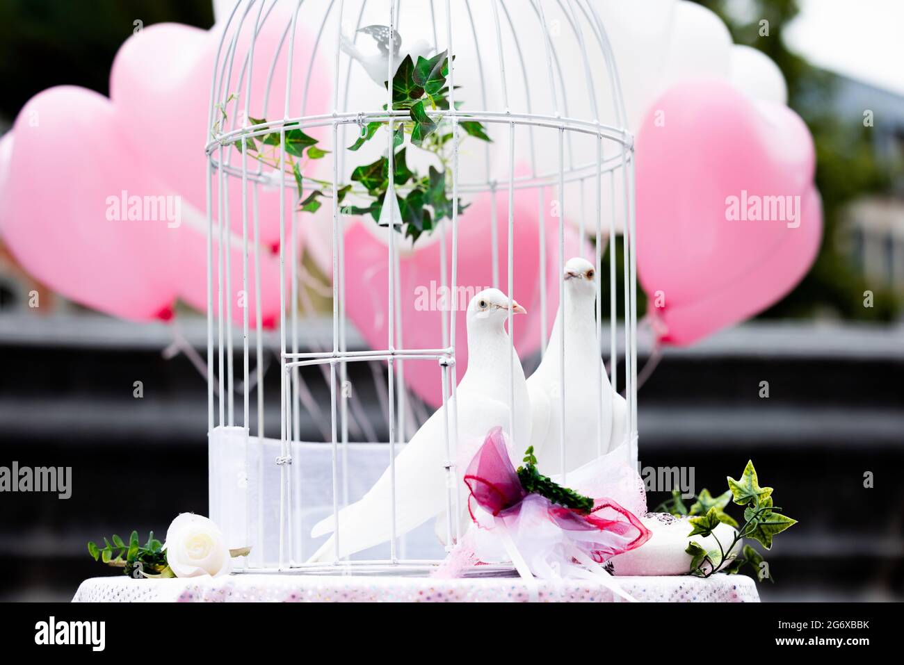 Aachen, Germany. 09th July, 2021. White doves wait in a cage during a  wedding at City Hall. Credit: Rolf Vennenbernd/dpa/Alamy Live News Stock  Photo - Alamy