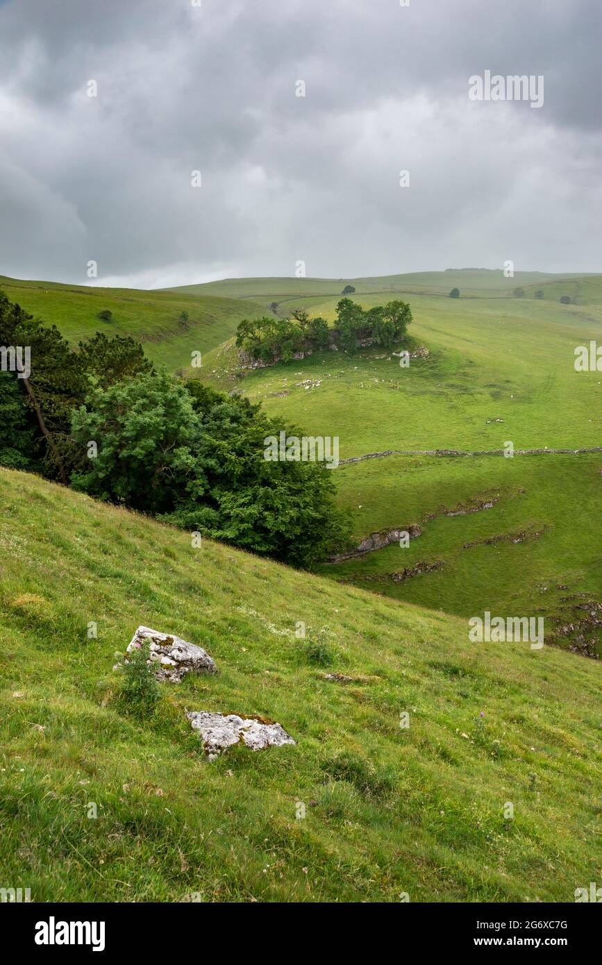 Green hills around Cavedale in the Peak District, Derbyshire, on a rainy summer day. A clump of Ash trees on the limestone crag opposite. Stock Photo