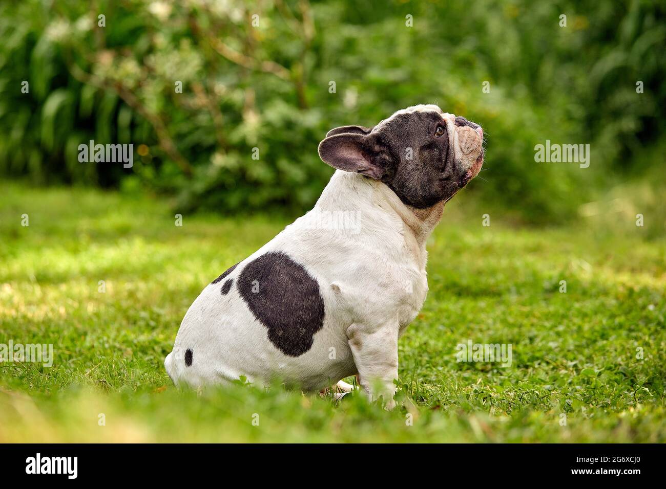 A disgruntled French bulldog sits on a green lawn, turning away from the camera dreaming, copy space Stock Photo