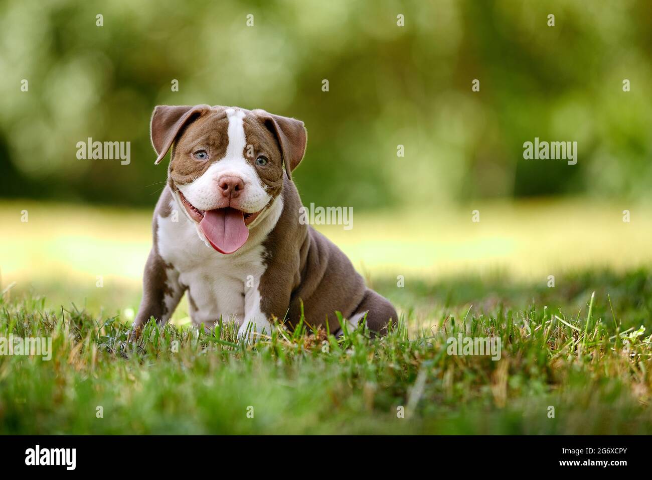 Pictures of hotsell american bully puppies