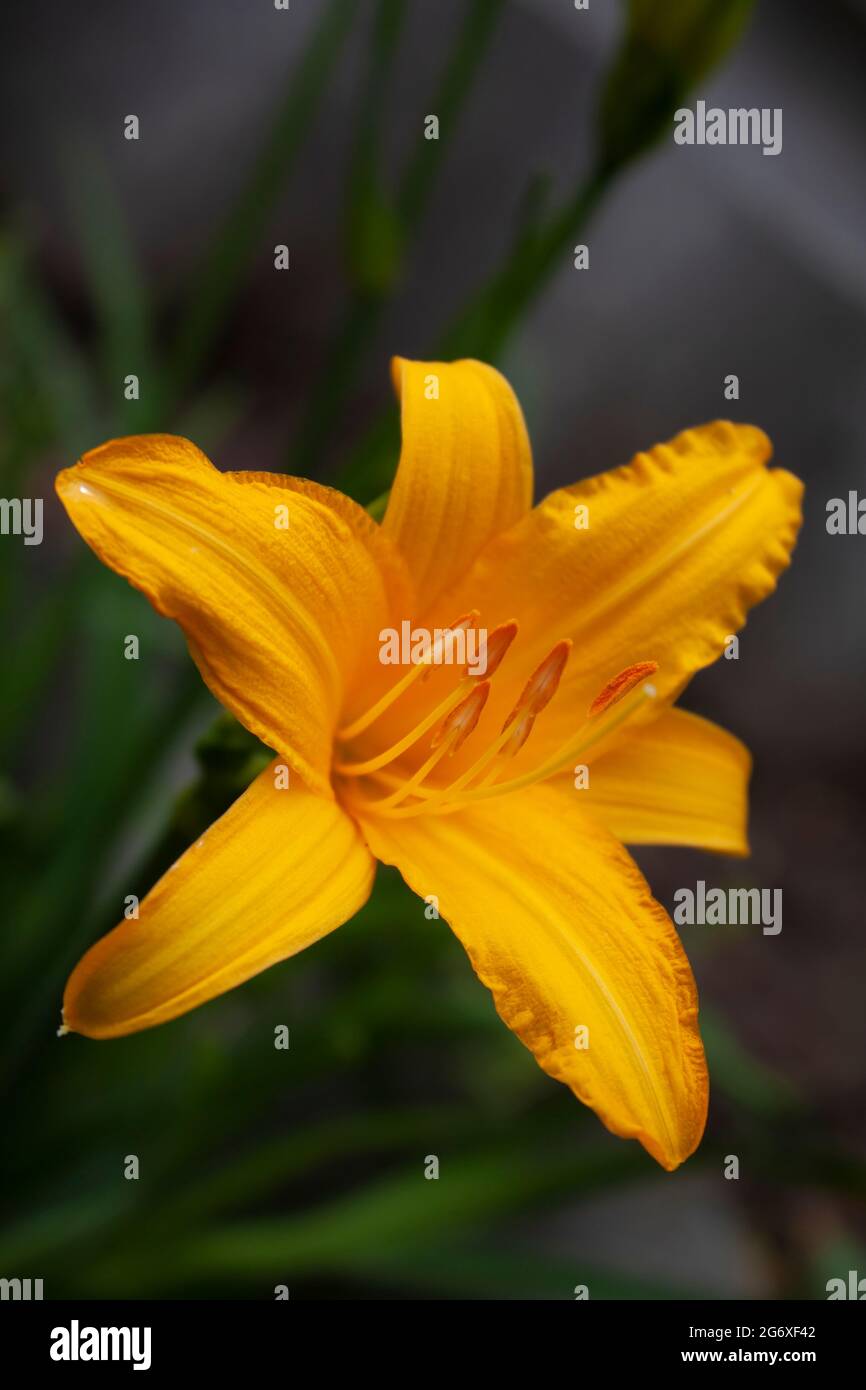 Spring yellow daylily flower close up on a dark background Stock Photo