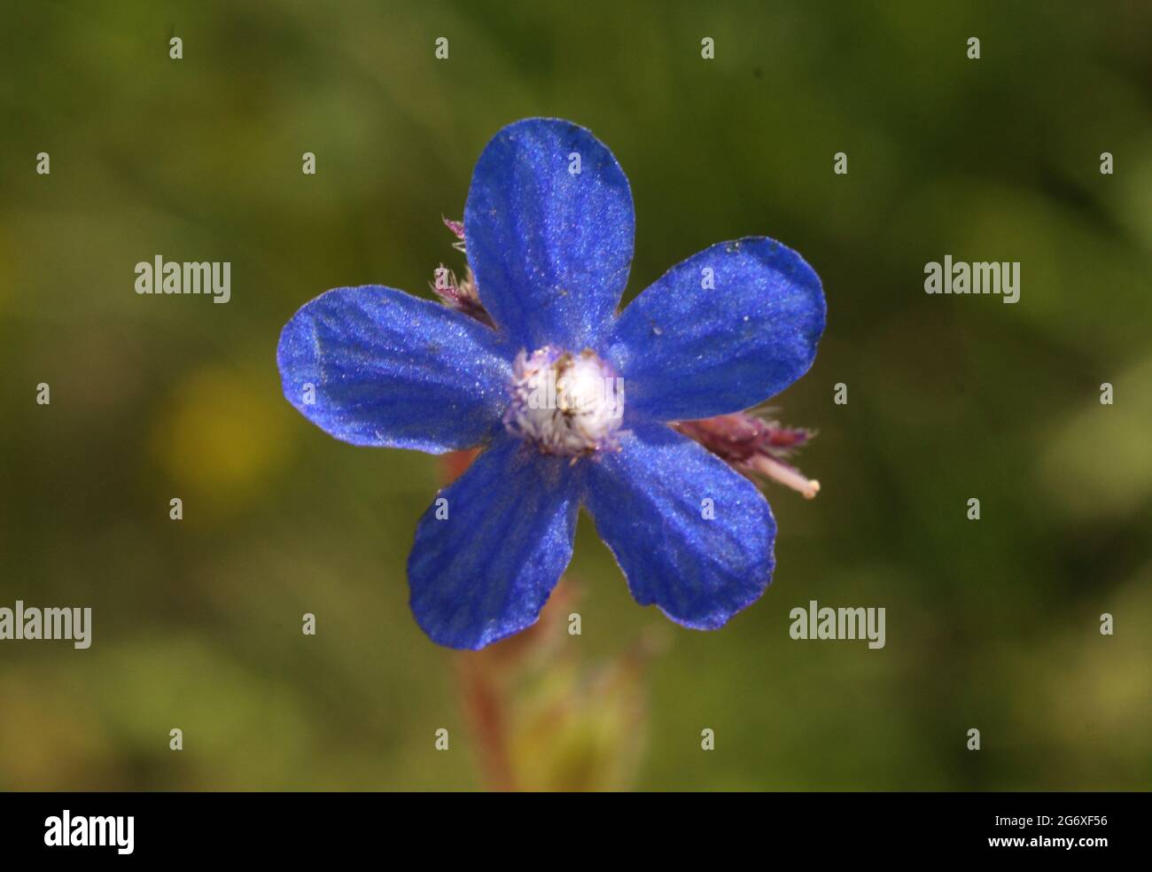 Anchusa azurea is a species of flowering plant in the family ...