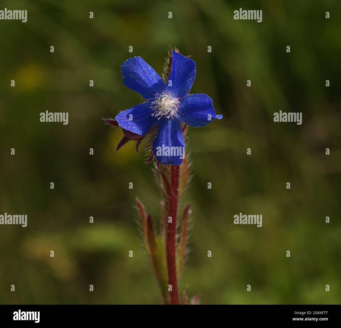 Anchusa azurea is a species of flowering plant in the family ...