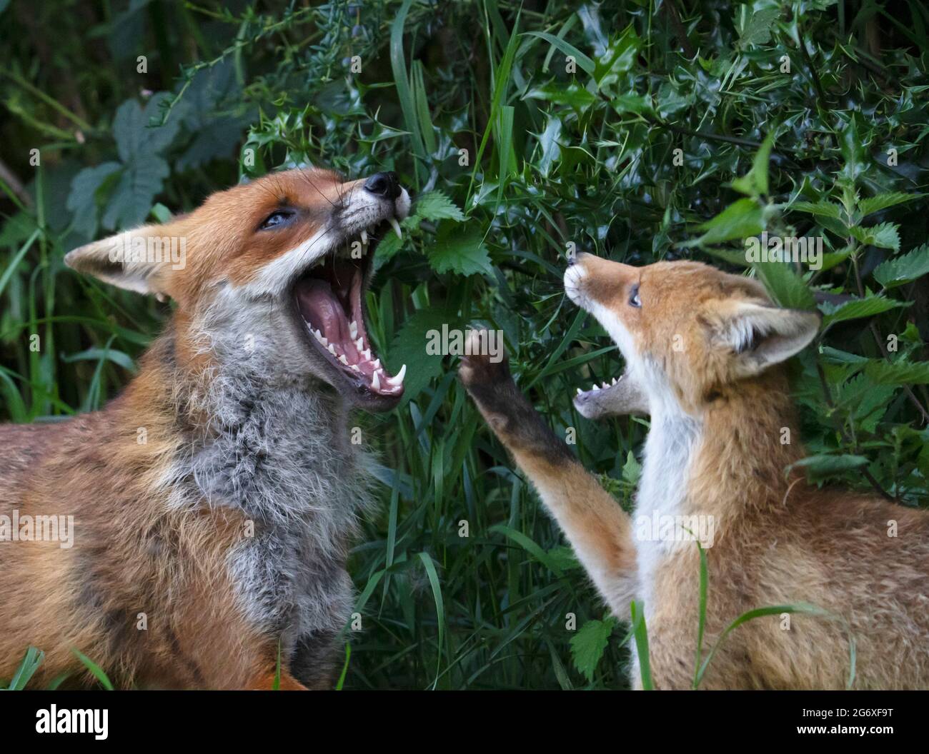 A Red Fox (Vulpes vulpes) cub engages in some restrained play fighting with an adult fox Stock Photo
