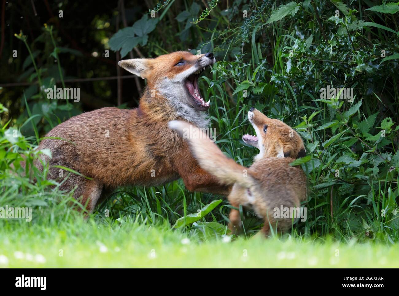 A Red Fox (Vulpes vulpes) cub engages in some restrained play fighting with an adult fox Stock Photo