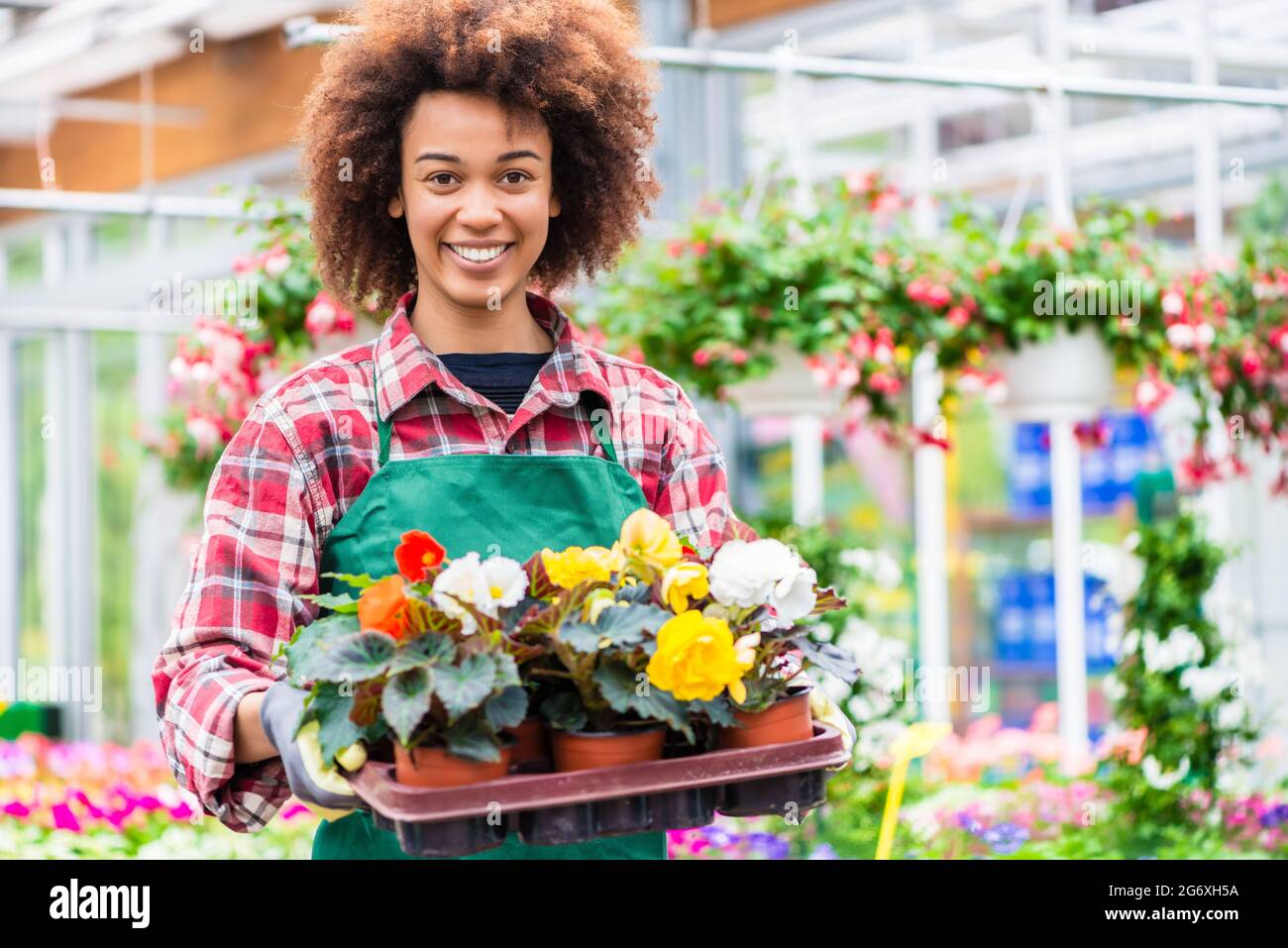 Side view of a dedicated florist holding a tray with decorative potted flowers while working in a modern flower shop with various houseplants for sale Stock Photo