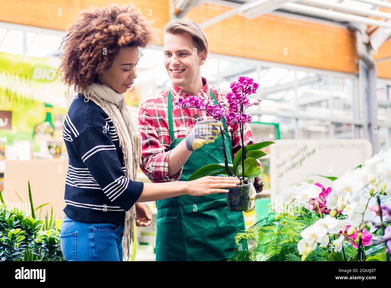 Cheerful handsome vendor showing to a customer a beautiful potted pink orchid for sale in a modern flower shop with various houseplants Stock Photo
