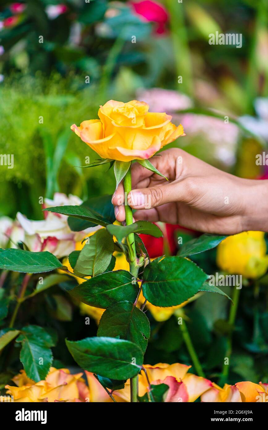 Side view close-up of the hand of a romantic man picking up a beautiful yellow rose while buying flowers in a modern flower shop Stock Photo