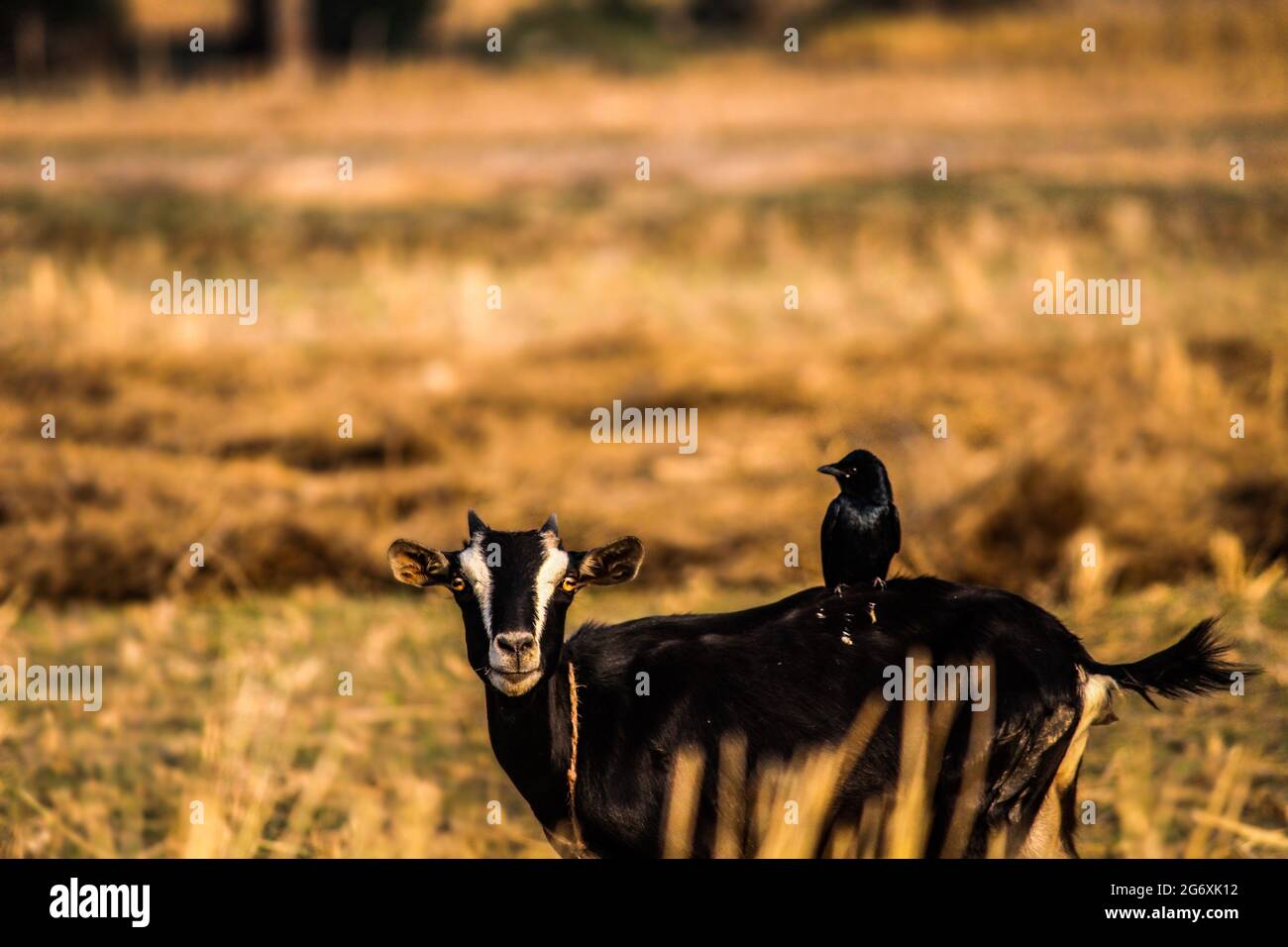 Most Beautiful Village In Bangladesh Stock Photo