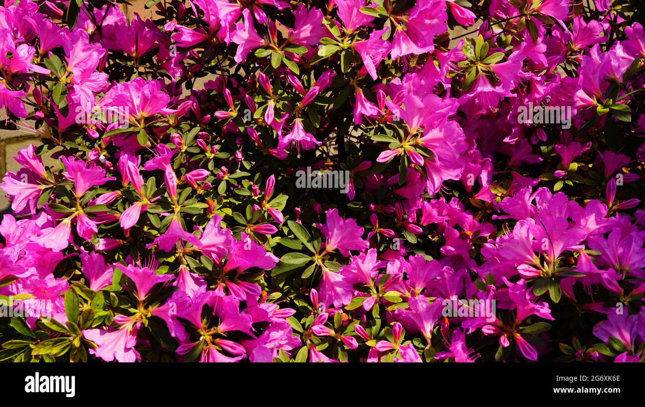 Pink small flowers as an abstract background Stock Photo