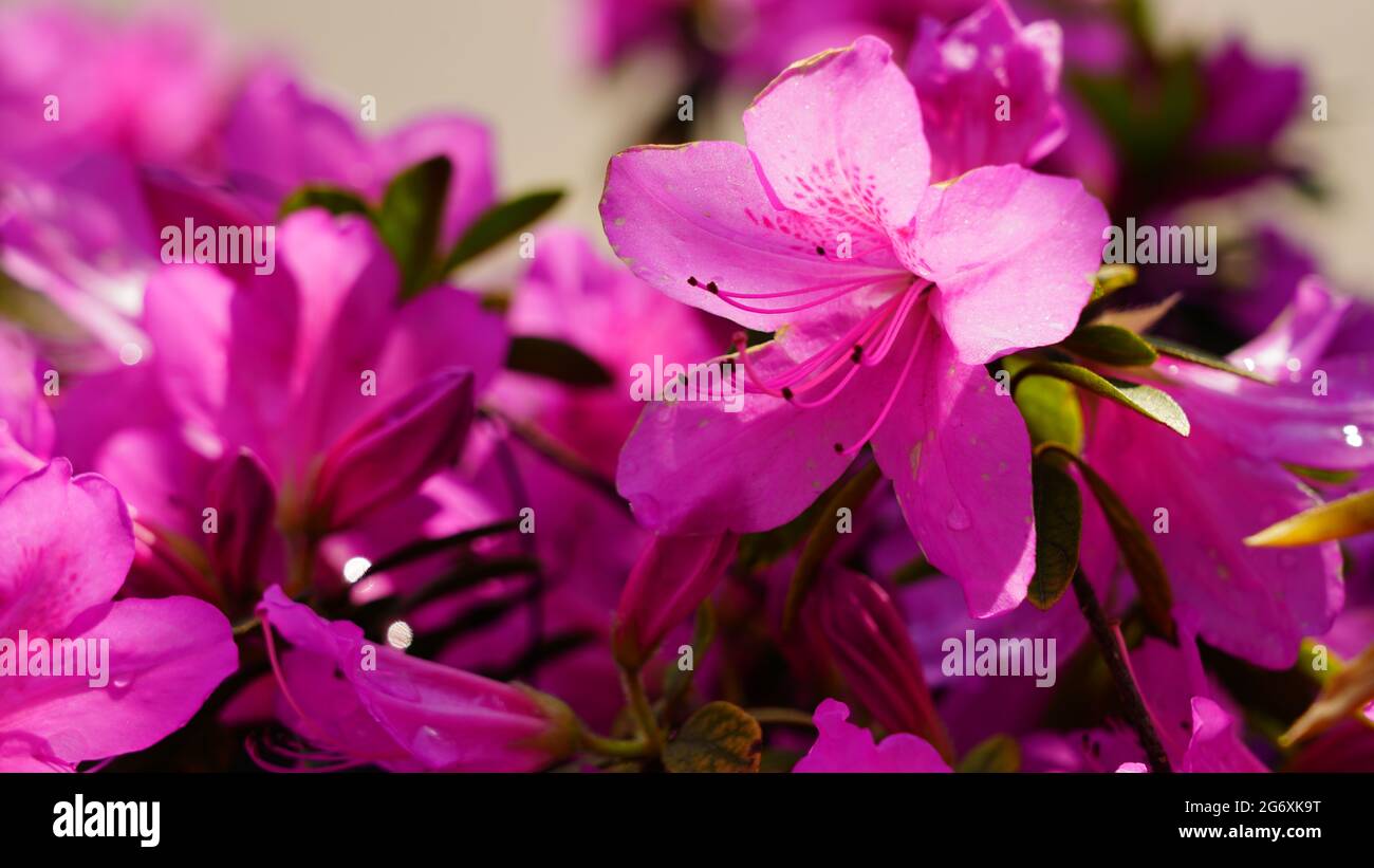 Pink small flowers as an abstract background Stock Photo