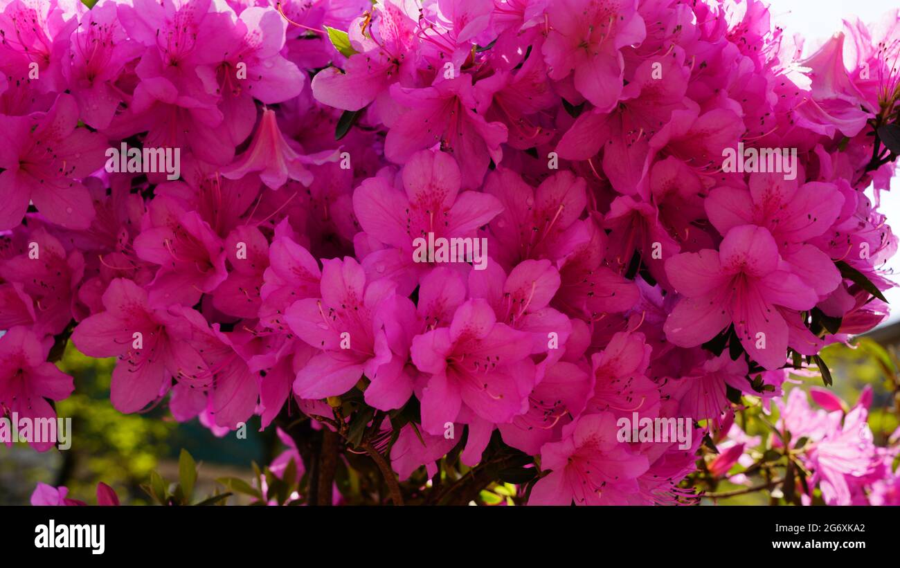 Pink small flowers as an abstract background Stock Photo