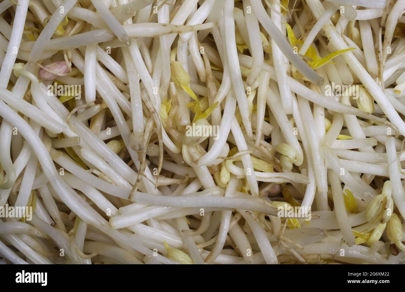 Full frame top view closeup fresh raw bean sprouts Stock Photo