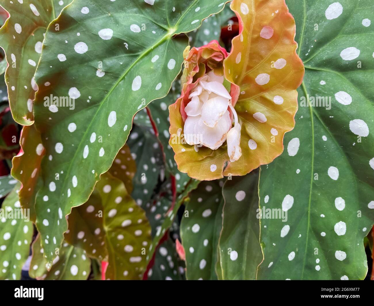 Closeup of isolated plant (begonia angel wings) with green leaves and white  spots Stock Photo - Alamy