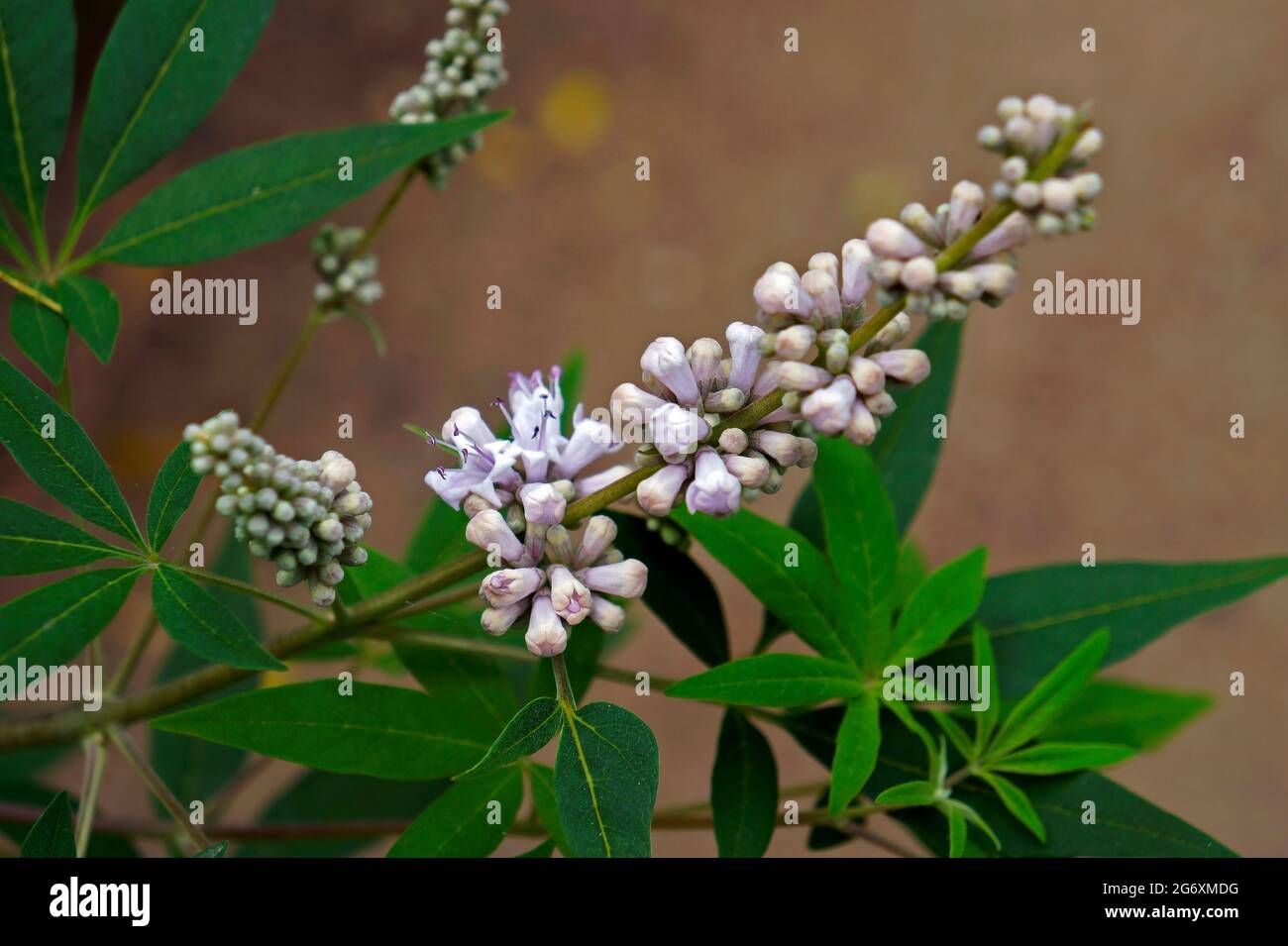 Vitex, chastetree or chasteberry flowers (Vitex agnus-castus) Stock Photo
