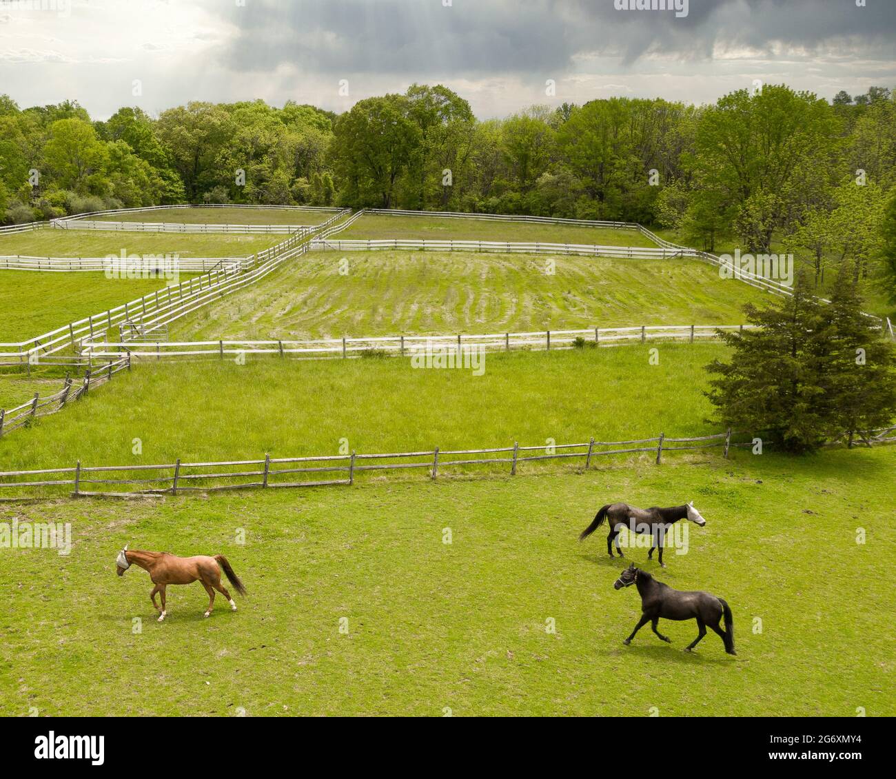 Aerial of a horse farm with three horses galloping. Stock Photo