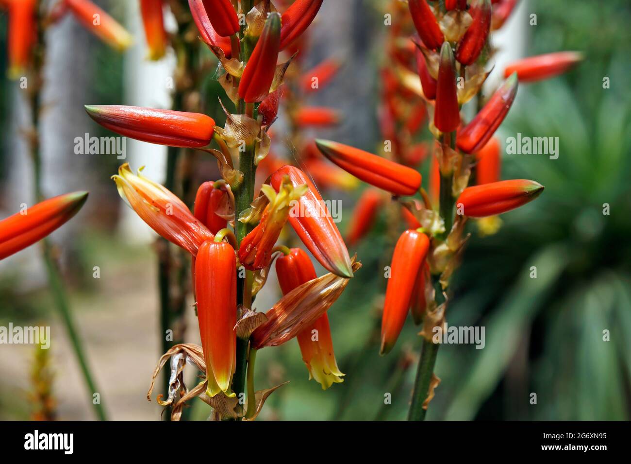 Dune Aloe flowers (Aloe thraskii), Rio, Brazil Stock Photo