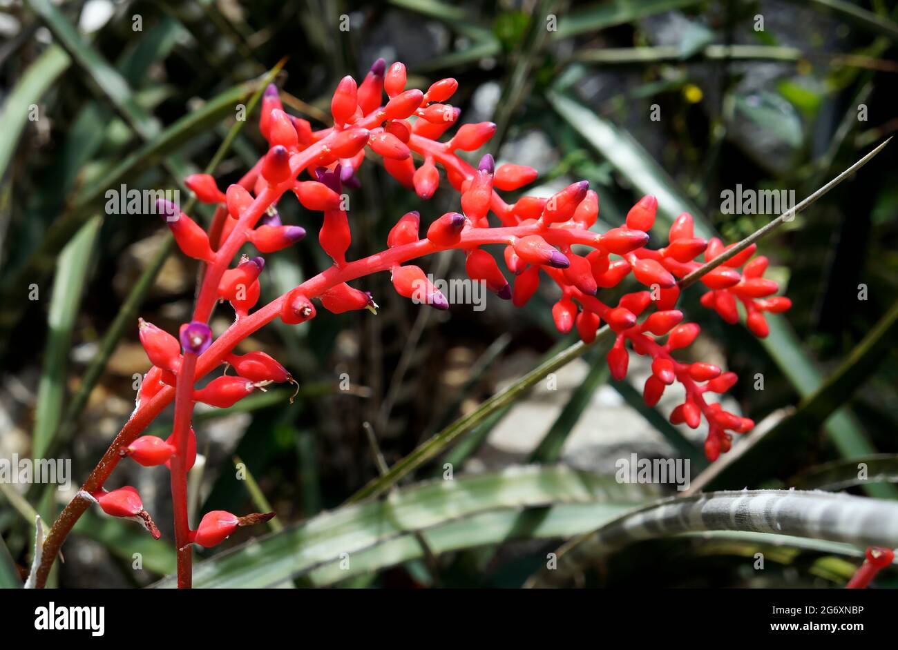 Red bromeliad flowers and buds, Rio, Brazil Stock Photo