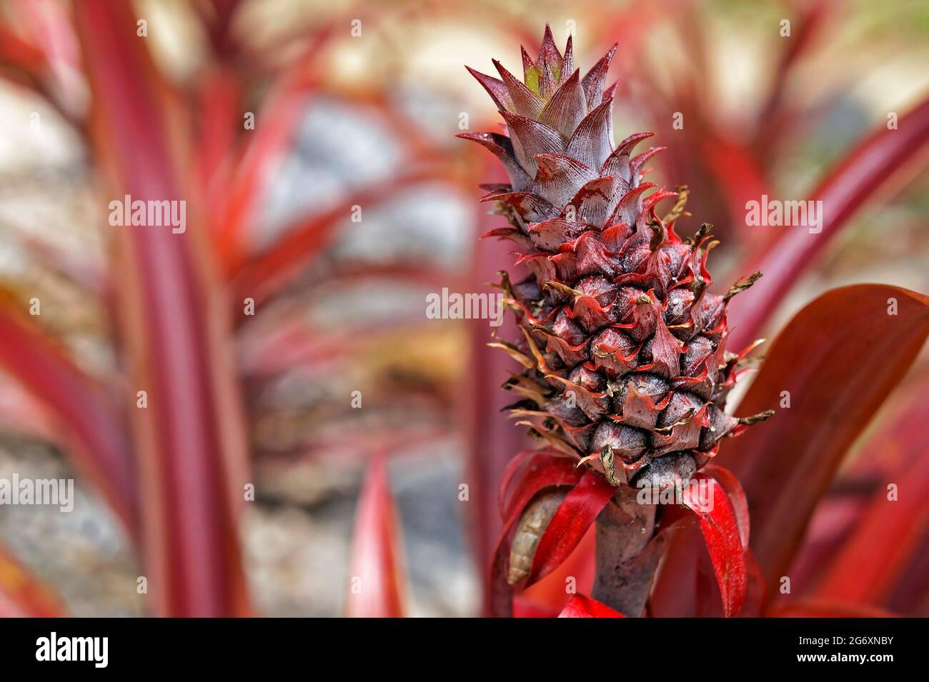 Ornamental pineapple ion tropical garden, Brazil Stock Photo