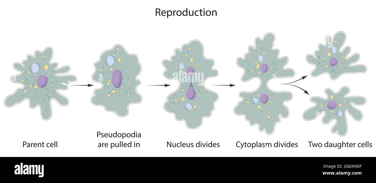 Asexual Reproduction in Amoeba Stock Photo