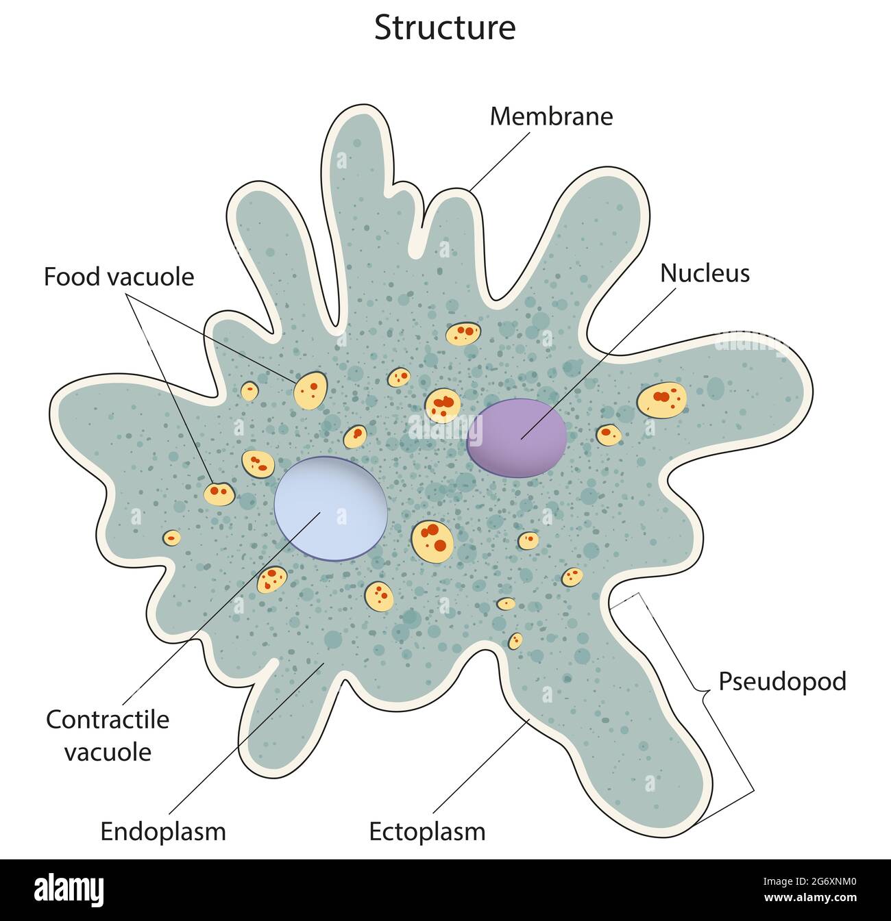 Amoeba is a genus of single-celled amoeboids in the family Amoebidae Stock Photo