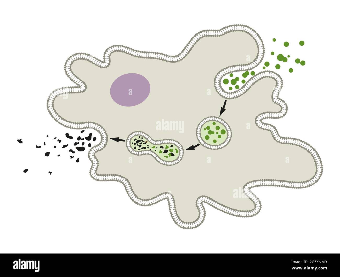 Explain the process of nutrition and digestion in Amoeba Stock Photo